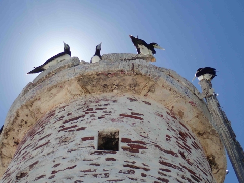 Four brown boobies rest on top an abandoned stone building on Baker Island. The sun is hidden behind them, casting a glowing halo. 